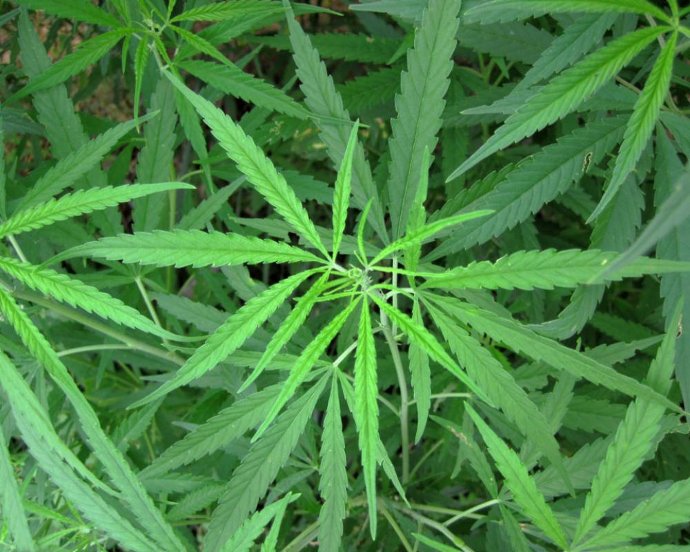 Karen O’Keefe: It’s time for a sensible approach to cannabis in Pennsylvania