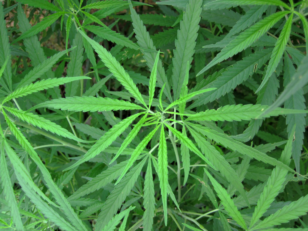 Karen O’Keefe: It’s time for a sensible approach to cannabis in Pennsylvania
